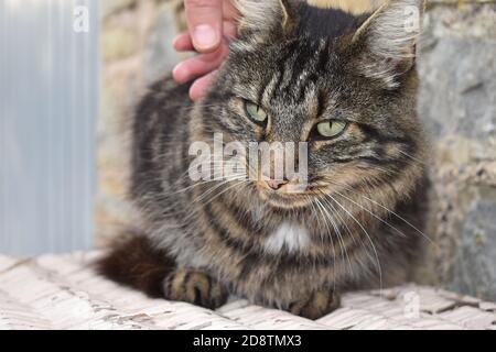 The Siberian is large strong cat with powerful muscles that give it ability to leap great distances It has tabby solid or tortoiseshell long hair coat Stock Photo