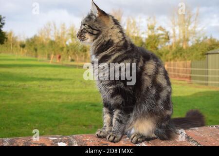 The Siberian cat has broad chest wedge-shaped head with tipped ears. It has longhaired coat waterproof top with dense soft undercoat thicker in winter Stock Photo