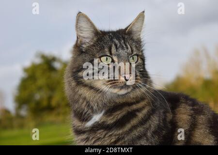 The Siberian is considered to be the national cat of Russia. It is an intelligent and loyal pet which greets the owner at the door upon returning home Stock Photo