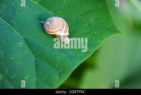 Beautiful snail on the edge of a large leaf Stock Photo