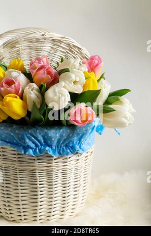 Spring pink, yellow and white tulips Stock Photo
