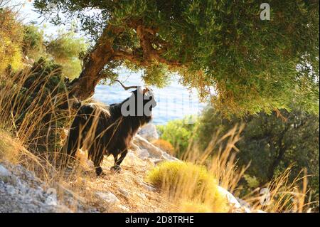 Mountain goat on a mountain slope at the foot of a beautiful tree Stock Photo