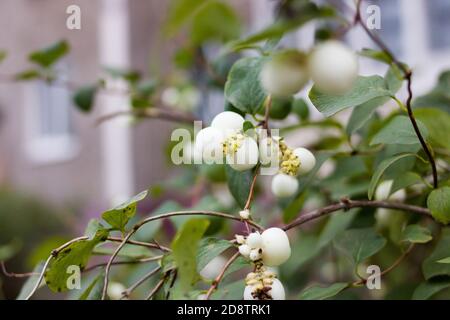 White Svidina - Poisonous White Berries And Green Bush Leaves Stock Photo,  Picture and Royalty Free Image. Image 83475912.