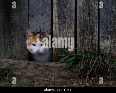 Cat peeking out of a hole in the old wooden fence Stock Photo