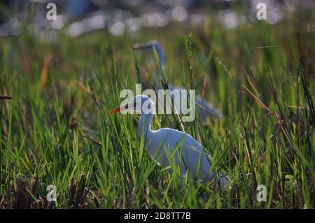 cattle egret are looking for food in the fields Stock Photo