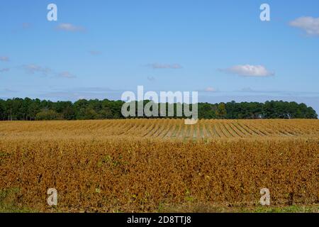 Field of soybeans ready for harvest in autumn Stock Photo