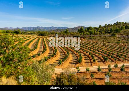 Field of cultivation of oranges, trees with many fruits at full maturity. Cultivation concept Stock Photo