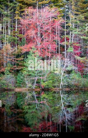 Fall foliage reflections in Lake Dense - DuPont State Recreational Forest - near Cedar Mountain, North Carolina, USA Stock Photo