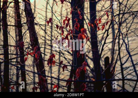 Leftover leaves on the tree in the middle of the winter. Stock Photo
