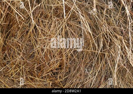 hay and straw. Hay texture. Hay bales are stacked in large stacks.  Harvesting in agriculture. a pile Stock Photo by tanitost