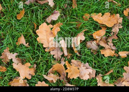 Dry oak tree leaves on green grass viewed from above. Season, backgrounds, ecology and environment concepts Stock Photo
