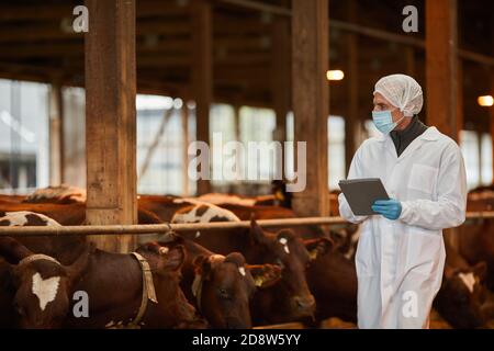 Portrait of mature veterinarian wearing mask while inspecting cows and livestock at farm Stock Photo