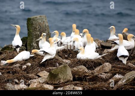 Gannets at Sule Skerry Stock Photo