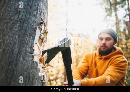 Strong logger worker cuts tree in forest. Ax close up, blurred lumberjack on background. Concept of wood industry and forestry. Stock Photo