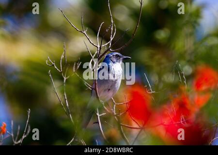 California Scrub Jay (Aphelocoma californica) sitting on branch of Tecomaria, focus on bird, soft focus  watercolor look background Stock Photo