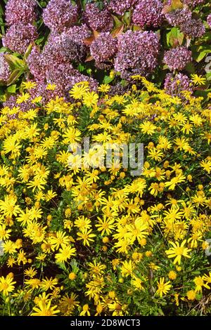 Autumn garden. Bright yellow flowers of chrysanthemum (Chrysanthemum indicum) and wilted flowers of hydrangea (Hydrangea macrophylla), background Stock Photo