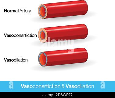 Blood vessels or capillaries or artery showing vasoconstriction and vasodilation blocking the blood flow cross-section and side Stock Vector