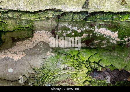 an abstract image of some camouflaged bark on a tree in autumn coloured woodland in norfolk , uk Stock Photo