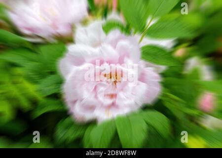 Radial blur of a light pink rose with green leaves in background. Blur radiates from the center of the flower. Stock Photo