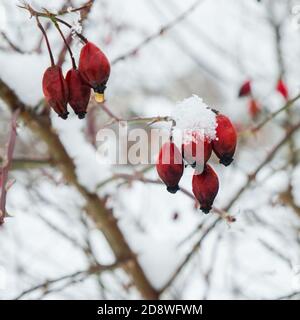 Frosted dried red berries of rosehip on bush covered with snow flakes and hoar after snowfall with blurred background  Stock Photo