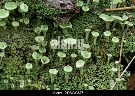 Cladonia Fimbriata or Pixie cup Lichen and moss growing on the forest floor macro selective focus photo. Scandinavian Natural background. Stock Photo