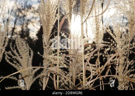 A variety of Zebra grass during flowering. Miscanthus sinensis, the maiden silvergrass, is a species of flowering plant in the grass family Poaceae, n Stock Photo