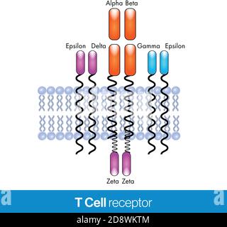 T cell receptor vector design illustration with the plasma membrane in the background. Stock Vector