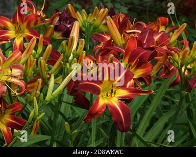 Beautiful red daylilies in the summer garden. Daylilies spiders. Red daylilies bloom in the open. Many flowers. Hell Hath No Fury Stock Photo
