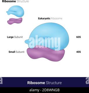 Human or eukaryotic 80s ribosome microscopic structure with smaller and larger subunit involved in protein synthesis on blue color Stock Vector
