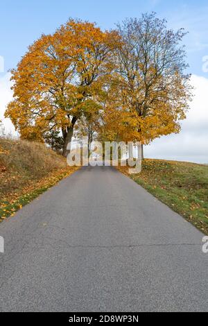 Asphalt road leading between trees. Deciduous trees growing by the road. Autumn season. Stock Photo