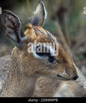 Close-up portrait of a Female Kirk's dik-dik (Madoqua kirkii) showing its delicate build and huge eyes and glands below the eyes. Tarangire National P Stock Photo