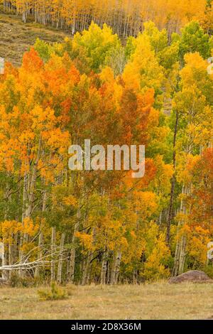 Aspen trees in brilliant fall color in the Dixie National Forest on Boulder Mountain on the Aquarius Plateau of south central Utah in the United State Stock Photo