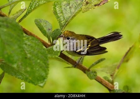 Chestnut-sided Warbler - Setophaga pensylvanica  is a New World warbler. They breed in eastern North America and in southern Canada westwards to the C Stock Photo