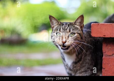 Male mackerel tabby cat crying Stock Photo