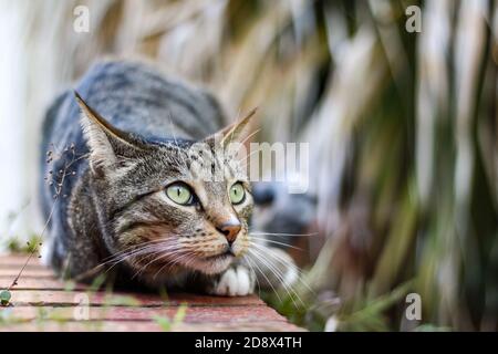 Cat laying in stalking position Stock Photo