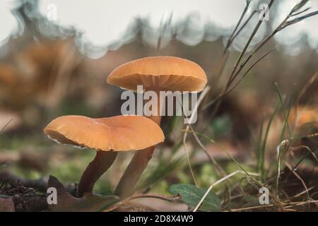 Closeup shot of two laccaria proxima - Scurfy deciever edible wild mushrooms Stock Photo