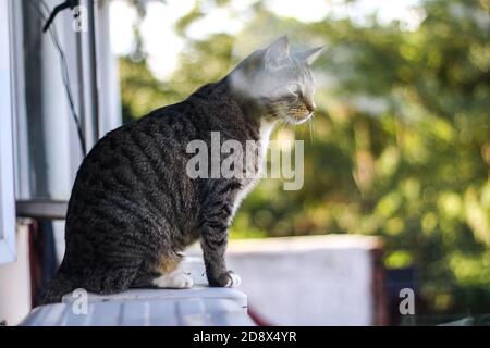 Cat sitting outside on window ledge Stock Photo