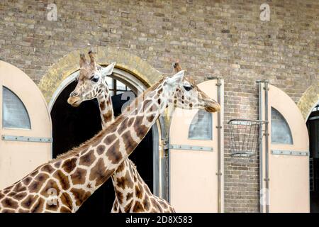 beautiful giraffe at ZSL London zoo Stock Photo