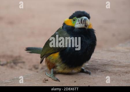 Araçari-poca, beautiful brazilian tropical bird