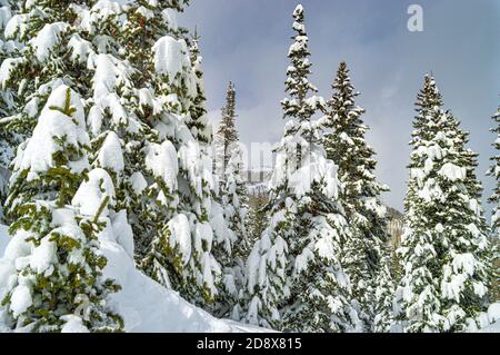 Snow Covered Pines In Utah Stock Photo