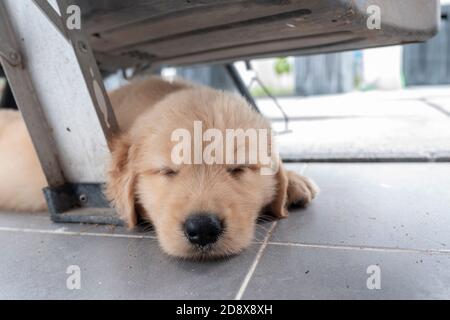 Golden Retriever dog sleeping under the car. Close-up a cute puppy sleeps on the floor. Stock Photo