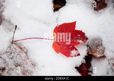 A red maple (acer) leaf lying on the ground covered in October snow in Westford, Massachusetts, USA. Stock Photo