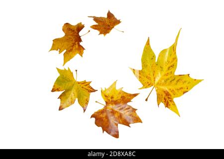 Flying fall yellow plane tree leaves spiral isolated on white. Platanus autumn foliage. Stock Photo