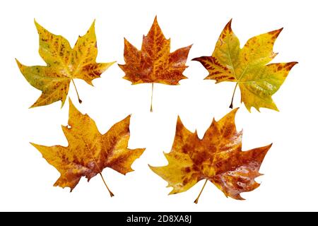 Fall yellow plane tree leaves set isolated on white. Platanus autumn foliage with water drops. Stock Photo
