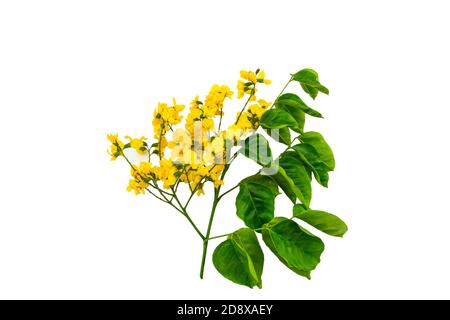 Closed up yellow flower of Burmese Rosewood or Pterocarpus indicus Willd,Burma Padauk and green leaf isolated on white background.Saved with clipping Stock Photo