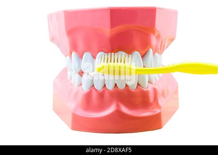Big tooth model and toothbrush on white background.Saved with clipping path Stock Photo