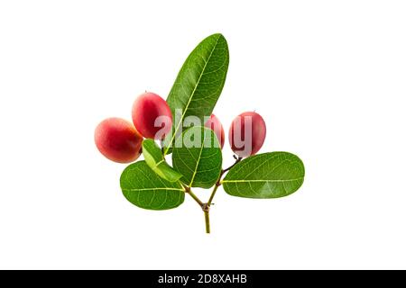 Bengal Currants are fruits Thai herbs with green leaf isolated on white background.Save with clipping path. Stock Photo