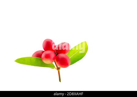 Bengal Currants are fruits Thai herbs with green leaf isolated on white background.Save with clipping path. Stock Photo