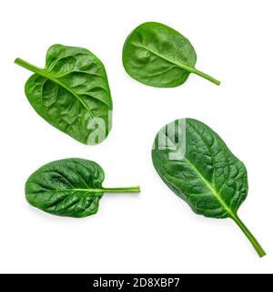 Creative layout made of Fresh spinach leaves isolated on white background. Stock Photo