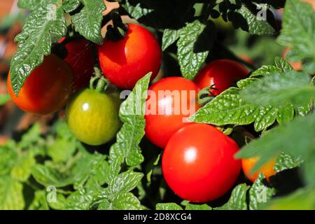 Closeup of a cluster of red tomatoes in between leaves Stock Photo